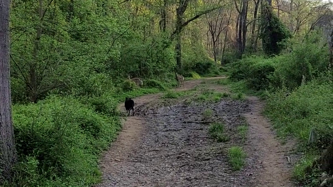 Deer Chase